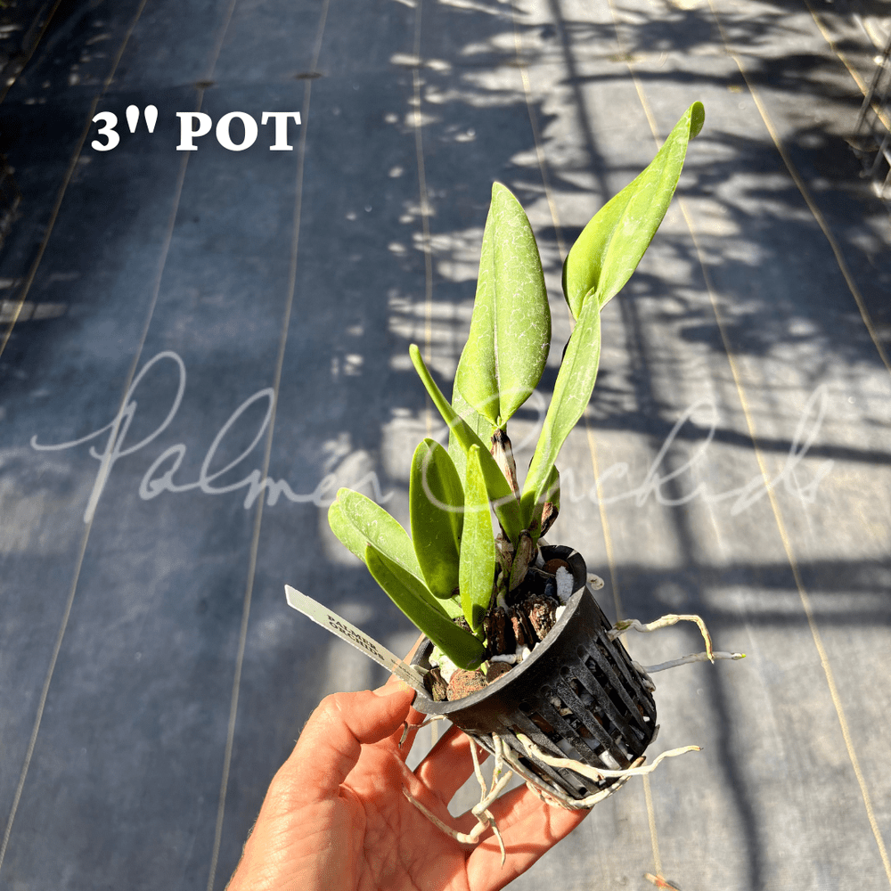 Rlc. Hawaiian Prominence 'America' — Palmer Orchids